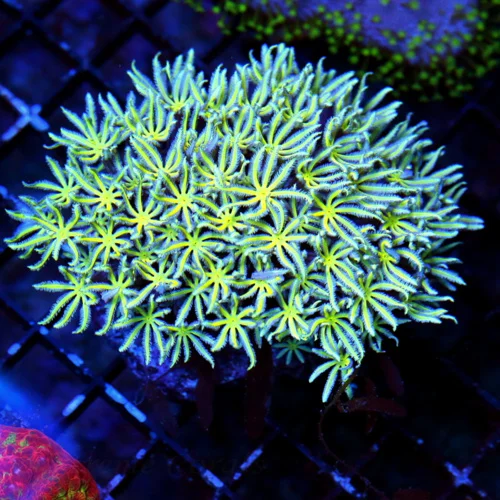4X3 ULTRA PURPLE EYED NEON GREEN VERY VERY NICE HARD TO GET SYMPODIUM CLOVE POLYP