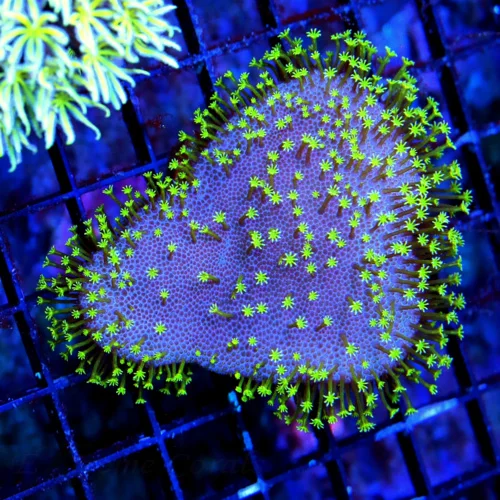 4X3 BEAUTIFUL PURPLE AND SEAFOAM GREEN AUSTRALIAN DUNCANSAMNIA