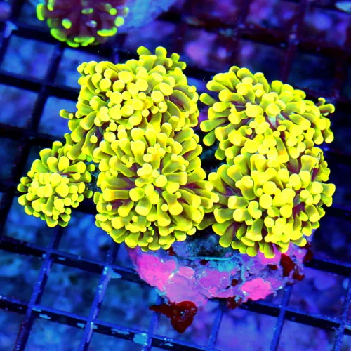 5.5X4.5 THIS IS OUTRAGEOUS EXTREMELY RARE BRANCHING HAMMER-FROGSPAWN MORPH YELLOW FRAMMER COLLECTO