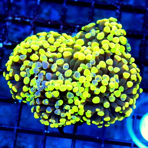 4.5x4.5 ULTRA ULTRA LEMON LIME GREEN AND BLUE SPLASHED XL INDO FAT TIP BRANCHING HAMMER-AWESOME!