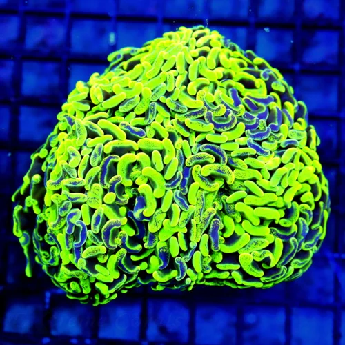 5.5X5.5 XXL TOXIC NEON LEMONLIME GREEN BLUE PAINTED ULTRA GRADE CENTERPIECE HAMMER-INCREDIBLE
