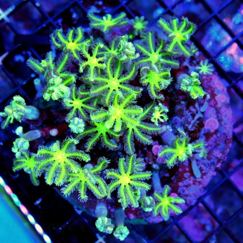 5X5 SCREAMING NEON GREEN CLOVE POLYPS-VERY NICE COLORED ULTRA GRADE SPECIMEN