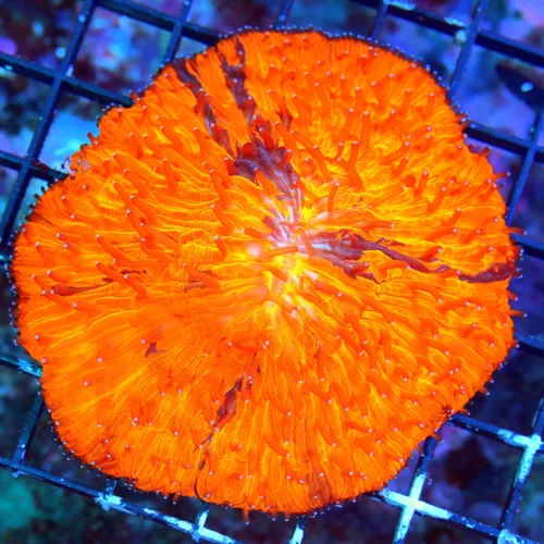 4.5X4.5 5X4 OUTSTANDING XXL SHOWPIECE INCREDIBLE GLOWING ORANGE CRAZY STRIPED XXL SHOWPIECE PLATE CO