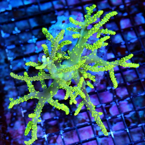 7X6 XL ULTRA NEON LEMONLIME YELLOW ULTRA COLORED SINULARIA SPAGHETTI LEATHER