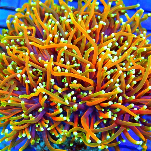 THE CORAL 稀少 7インチ 3枚セット Extreme Corals | 7X7 XXL GIANT 