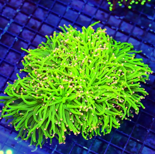 Extreme Corals | 7.5X7.5 GIGANTIC XXXL CENTERPIECE BEST 
