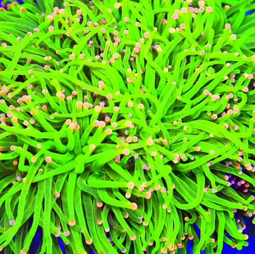 Extreme Corals | 7.5X7.5 GIGANTIC XXXL CENTERPIECE BEST 