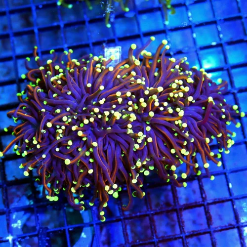 7X7 GIANT XXL ULTIAMTE SHOWPIECE DANTE INFERNO INDO GIANT CENTERPIECE TORCH
