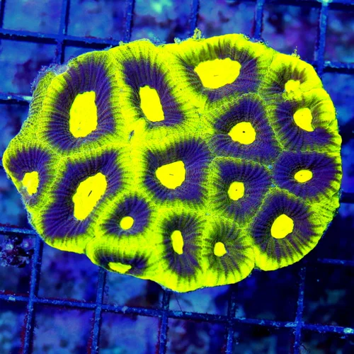4X3 SUPER COLORED ULTRA GRADE TOXIC PREDATOR BLOOD EYED ULTRA ULTRA COLORED FAVIA