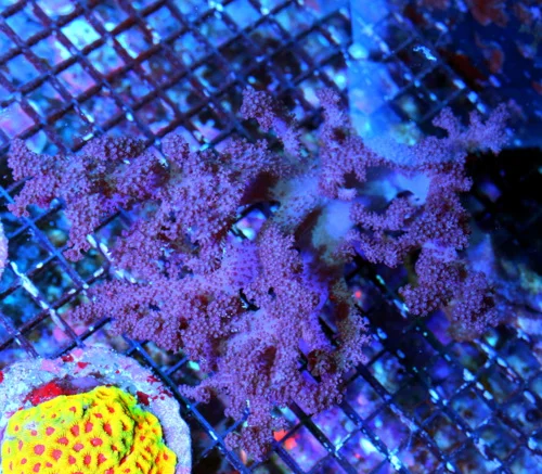 10X10 SUPER SUPER PURPLE ULTRA COLORED PERFECT COLT CORAL-THIS IS AWESOME COLOR!!