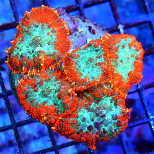 WYSIWYG 4X4 HANDPICKED FROM HUNDREDS VERY VERY SPECIAL COLOR AWESOME PRICE!! MUST PURCHASE RHODACTIS COLONY! live coral for sale - Extreme Corals