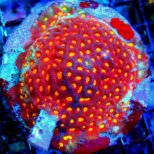 WYSIWYG 4.5x4.5  VERY VERY HARD TO GET SUPER ULTRA GRADE COLLECTORS ITEM "REVERSE FASCINATION FAVIA" EPIC live coral for sale - Extreme Corals