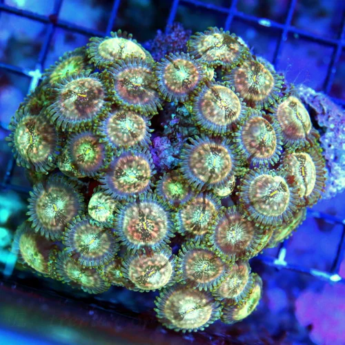 WYSIWYG 4X4 SUPER RARE ULTRA GRADE PINK JUPITER RINGED ULTRA COLORED PALYTHOAS!! live coral for sale - Extreme Corals