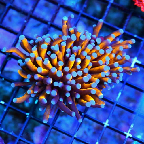 WYSIWYG 4.5X3.5  TORCH CORAL - EXTREMECORALS FAMOUS BOOK QUALITY "RADIOACTIVE" ORANGE/GOLD BLUETIPPED TORCH live coral for sale - Extreme Corals