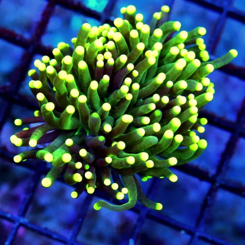 WYSIWYG 3.5X3.5 SUPER SUPER FOREST GREEN YELLOW TIPPED ULTRA COLORED INDO TORCH live coral for sale - Extreme Corals