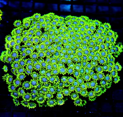 WYSIWYG 6X6 GIANT CENTERPIECE INDO SUPER SWUPER TOXIC YELLOW BLUE EYED COLLECTOS ITEM GONIOPORA-INSANE COLOR live coral for sale at Extreme Corals