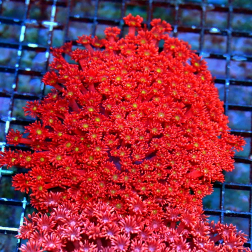WYSIWYG 6X6 GIANT CNETERPIECE GLOWING RED YELLOW EYED SUPER SHOWPIECE INDO RED GONIOPORA live coral for sale at Extreme Corals