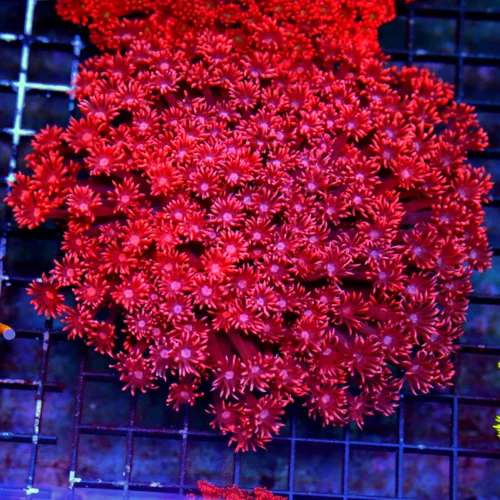 WYSIWYG 6.5X6.5 ULTIMATE SHOWPIECE GIGANTIC SCOTT'S PICK OF THE MONTH RED GONIOPORA-FABULOUS!! live coral for sale at Extreme Corals