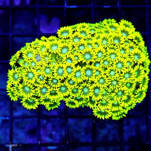 WYSIWYG 4.5X3.5 WOW WOW WOW BLUE EYED ULTRA FLORESCENT NEON TOXIC YELLOW "BLUE JEWELED EYED" INDO GONIOPORA live coral for sale at Extreme Corals