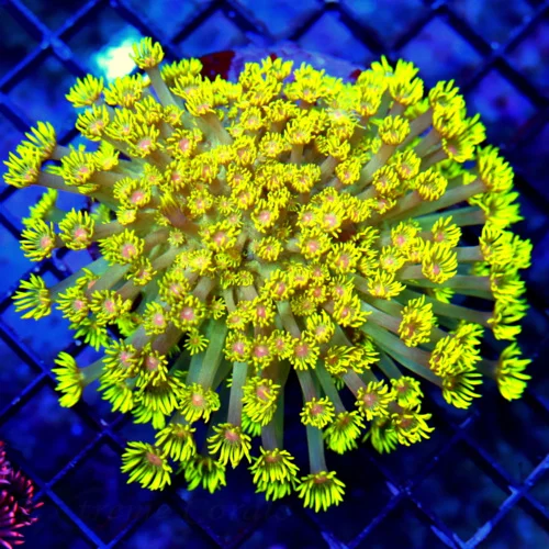 WYSIWYG 5X5 XL ULTIMATE NEON NEON YELLOW LONG TENTACLED RED YED RAINBOW UTRA GONIOPORA live coral for sale - Extreme Corals