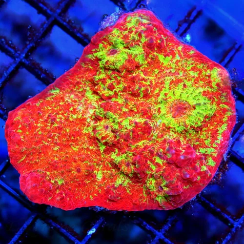 WYSIWYG 3.5X3.5 SCREAMIN ULTRA "POMPEII LAVA FLOW" ECHINOPHYLLIA CHALICE-AWESOME CHALICE!!! live coral for sale - Extreme Corals