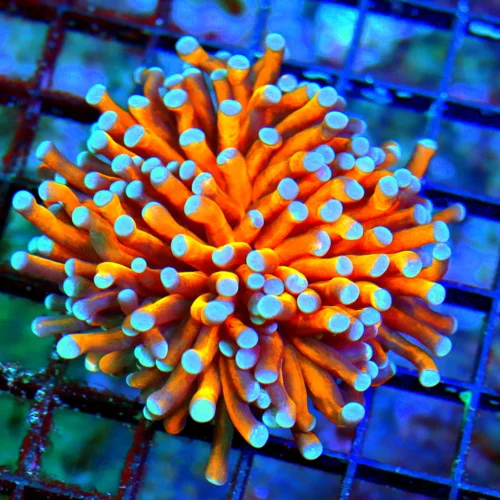 WYSIWYG 3.5X3.5 TORCH CORAL - EXTREMECORALS FAMOUS BOOK QUALITY "RADIOACTIVE" ORANGE/GOLD BLUETIPPED TORCH live coral for sale - Extreme Corals