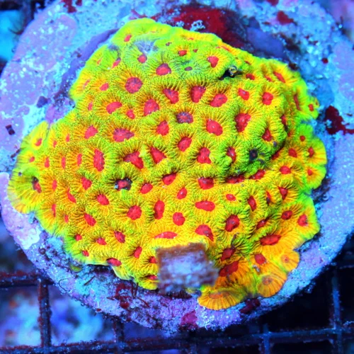 WYSIWYG 4X4 VERY VERY HARD TO GET SUPER ULTRA GRADE COLLECTORS ITEM "FASCINATION FAVIA" EPIC CORAL!! live coral for sale - Extreme Corals