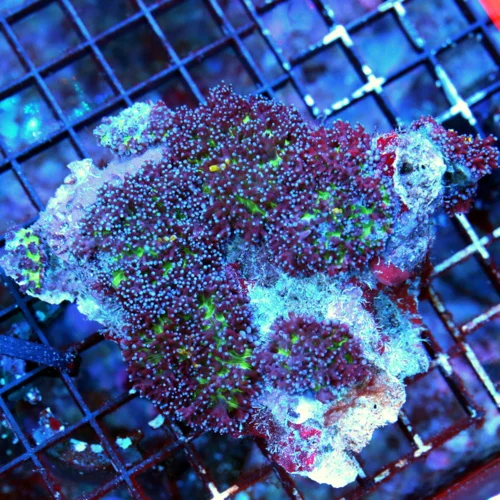 WYSIWYG 5X4 XL ULTRA PURPLE AND GREEN BLUE TIPPED HAIRY RHODACTIS MUSHROOM COLONY live coral for sale - Extreme Corals