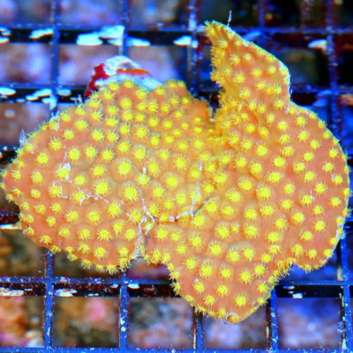 WYSIWYG 4.5X4 VERY NICE HARD TO GET ULTRA COLORED YELLOW SCROLL CORAL TURBINARIA live coral for sale - Extreme Corals