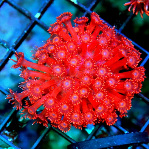 WYSIWYG 3" ULTRA ULTRA SCREMAIN NEON GLOWING RED BLUE EYED ULTRA GRADE RED GONIOPORA live coral for sale - Extreme Corals