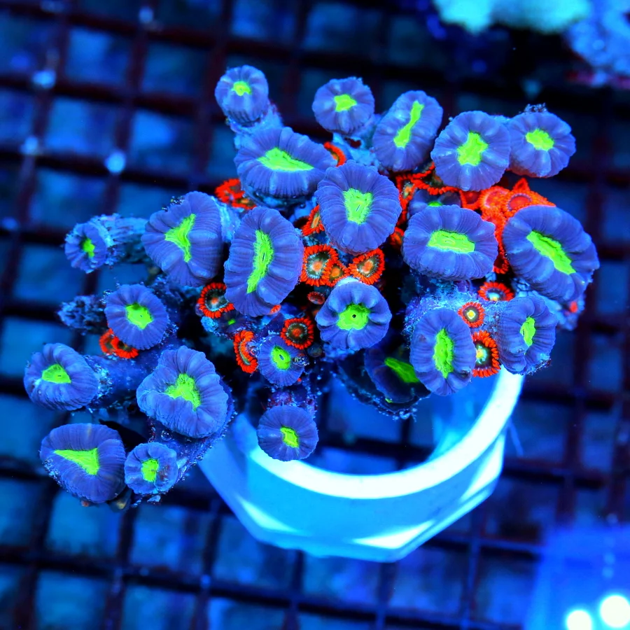 WYSIWYG 5x4.5 SUPER COOL PURPLE CANDY CANE WITH ZOANTHIDS GROWING ON BRANCHES THIS IS A AWESOME PIECE live coral for sale - Extreme Corals