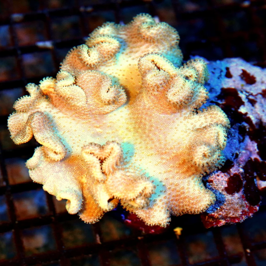 WYSIWYG 6.5X5 VERY HARD TO GET FIJI YELLOW SACROPHYTON ELEGANS LEATHR-VERY NICE! live coral for sale - Extreme Corals