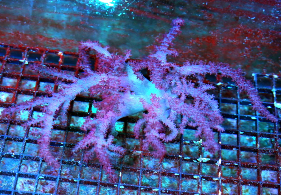 WYSIWYG 10X10 XL ULTRA PURPLE SUPER COLOREED PERFECT COLT CORAL-VERY NICE SPECIMEN live coral for sale - Extreme Corals