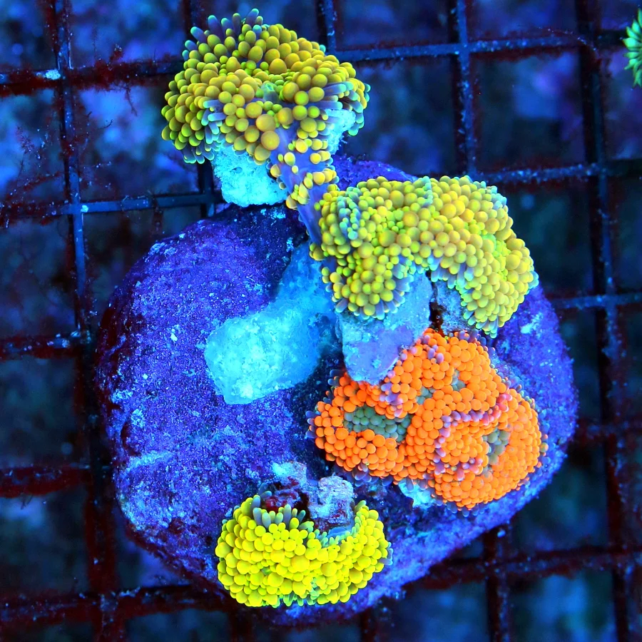 WYSIWYG 3.5X3.5 SUPER SUPER FOREST GREEN YELLOW TIPPED ULTRA COLORED INDO TORCH live coral for sale - Extreme Corals