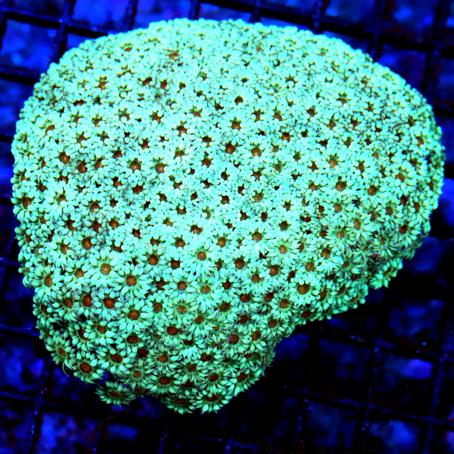 WYSIWYG 6X5 XXL ULTRA ULTRA SEAFOAMGREENBLUE ULTRA COLORED XXL INDO GONIOPORA-AWESOME!! live coral for sale - Extreme Corals
