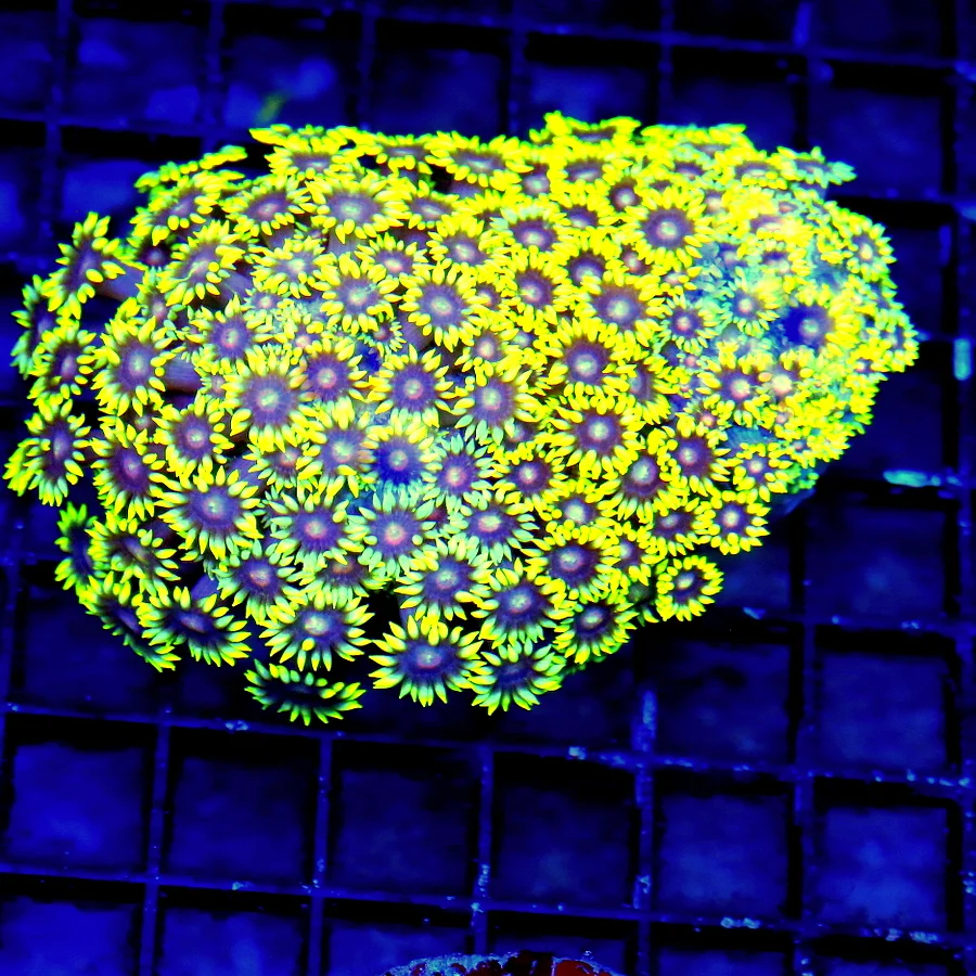 WYSIWYG 5.5X4 XL NEON ULTRA FLORESCENT YELLOW RED EYED ULTRA GRADE SHOWPIECE GONIOPORA-INCREDIBLE COLOR!! live coral for sale - Extreme Corals