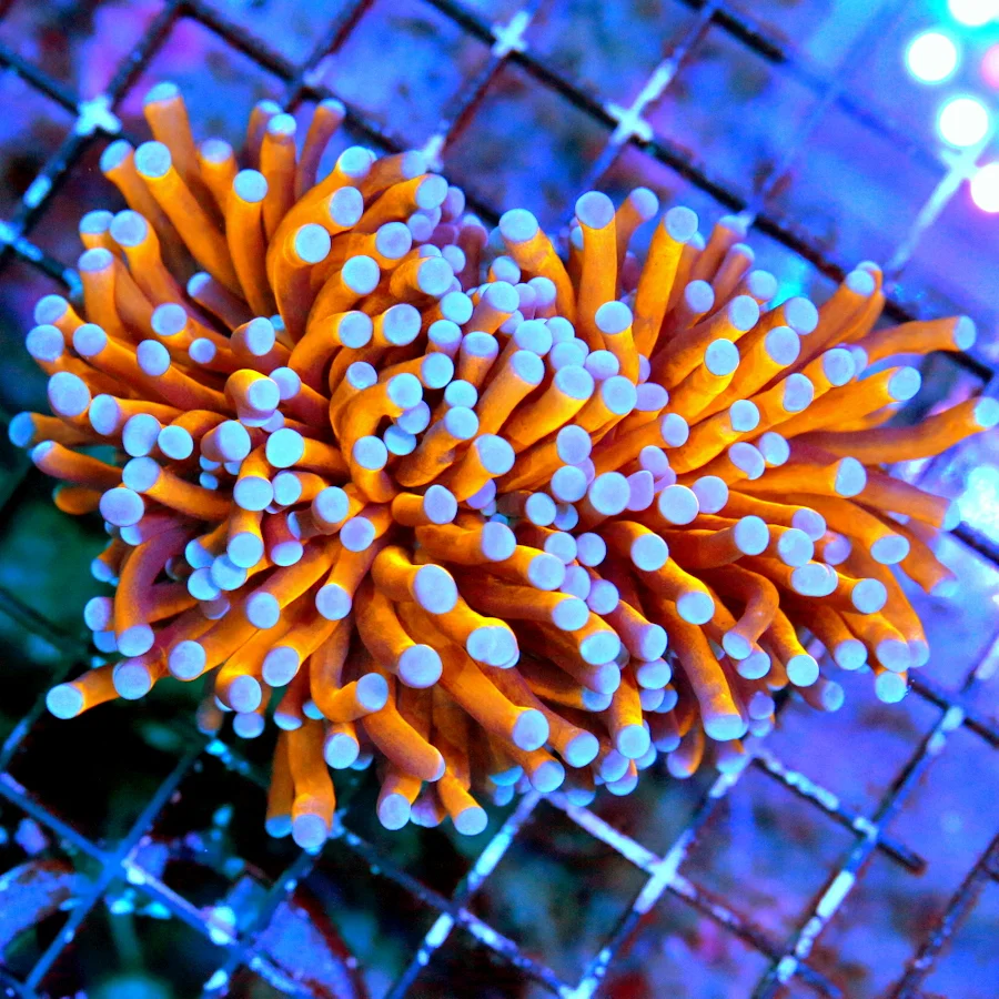 WYSIWYG 5X4.5 TORCH CORAL - EXTREMECORALS FAMOUS BOOK QUALITY "RADIOACTIVE" ORANGE/GOLD BLUETIPPED TORCH live coral for sale - Extreme Corals