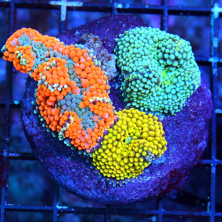 WYSIWYG 3.5X3.5 COMBO ULTRA COLORED RICORDIA YUMA COLONY ROCK-GREAT COLORS!! live coral for sale - Extreme Corals