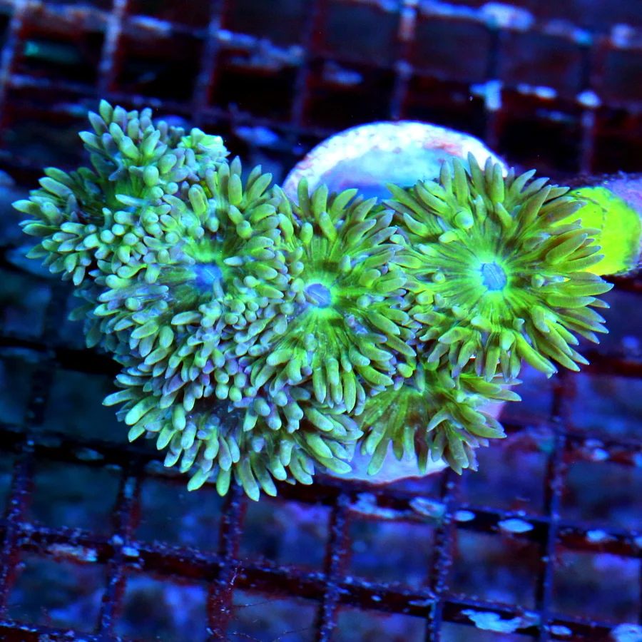 WYSIWYG 5X4 SUPER SUPER PURPLE TENTACLED NEON GREEN STEMMED AUSSIE DUNCANSAMNIA-=AWESOME COLOR! live coral for sale - Extreme Corals