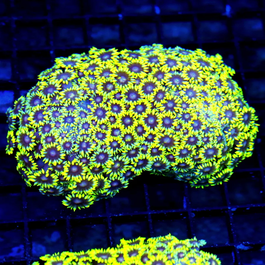 WYSIWYG 5X4.5 XL NEON ULTRA FLORESCENT YELLOW RED EYED ULTRA GRADE SHOWPIECE GONIOPORA-INCREDIBLE COLOR!! live coral for sale - Extreme Corals