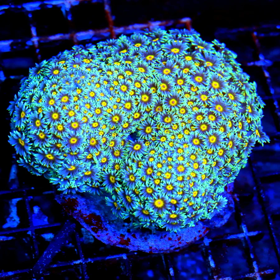 WYSIWYG 6.5X6.5 XXL GIANT SUPER SUPER 'BLUE GONIOPORA" SUPER RARE COLOR YELLOW JEWELED EYED SHOWPIECE live coral for sale - Extreme Corals