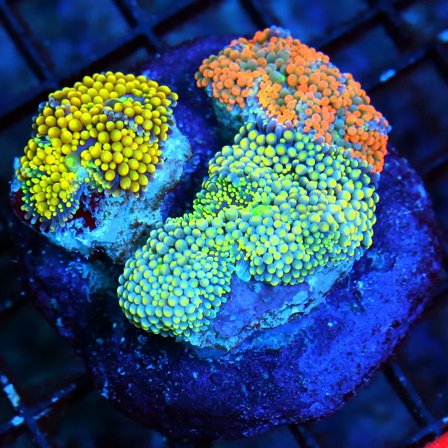 WYSIWYG 3.5X3.5 COMBO ULTRA COLORED RICORDIA YUMA COLONY ROCK-GREAT COLORS!! live coral for sale - Extreme Corals