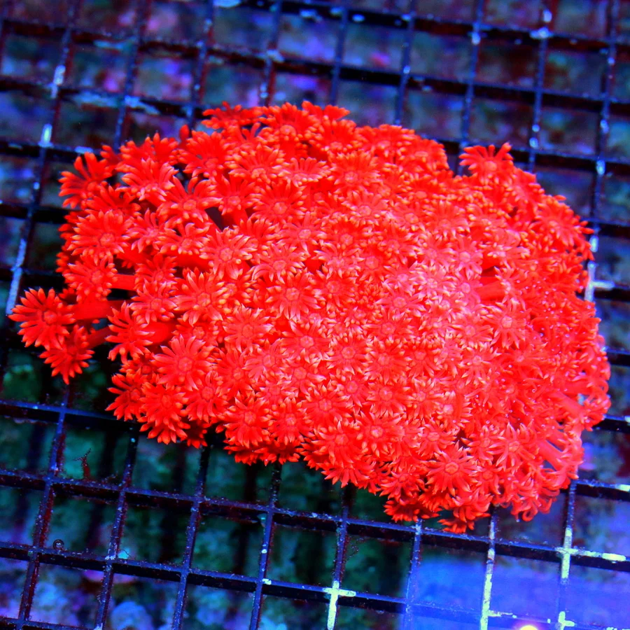 WYSIWYG 6.X5 ULTIMATE SHOWPIECE GIGANTIC SCOTT'SULTRA ULTRA GRADE CHERRY BOMB RED GONIOPORA-FABULOUS!! live coral for sale - Extreme Corals