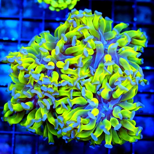 WYSIWYG 5.5x5.5 XL TOXIN ULTRA NEON GREEN SUPER GLOWING BLUE TIPPED BRANCHING IND FATHEAD HAMMER live coral for sale - Extreme Corals
