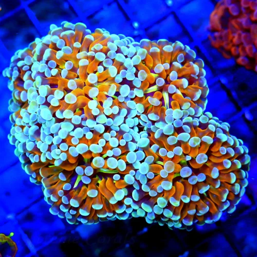 WYSIWYG 5.5X5 XL PEE IN YOUR PANTS AWESOME ULTIMATE COLLECTORS ITEM BRANCHING HAMMER-UNREAL COLOR!! live coral for sale - Extreme Corals