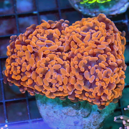 WYSIWYG 5.5X4.5 XL SUPER ULTRA FLORESCENT NEON ORANGE ULTRA GRADE BRANCHING INDO HAMMER-FABULOUS COLOR!! live coral for sale - Extreme Corals