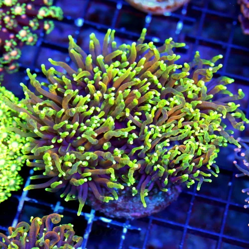 WYSIWYG 5.5X5 XXL SHOWPIECE COLLECTORS ITEM "DRAGON SOUL TORCH" INDO TORCH COLLECTORS ITEM!! live coral for sale - Extreme Corals