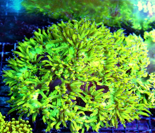 WYSIWYG 10X8 ULTRA COLORED SUPER BAD TO THE BONE SUPER BLUE TIPPED GLOWING TOXIC LEMONLIME YELLOW ELEGANCE-I live coral for sale - Extreme Corals
