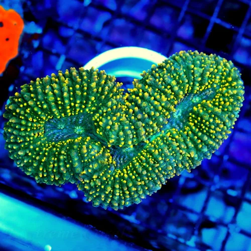 WYSIWYG 5.5X4.5 HANDPICKED BY SCOTT SUPER ULTRA COLORED "JOHN DEERE CARPET LOBOPHYLLIA-FABULOUS SPECIMEN!! live coral for sale - Extreme Corals