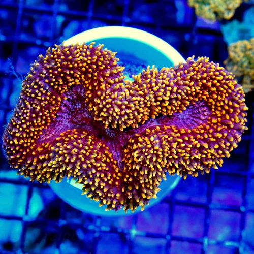 WYSIWYG 5X4 INCREDIBLE ULTRA ULTRA MULTICOLORED ORANGE AND MAGENTA ORANGE INDO CARPET LOBOPHYLLIA-STUNNING S live coral for sale - Extreme Corals